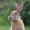 Биткоин - остання публікація від rabbit